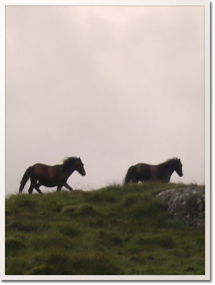 dartmoor ponies