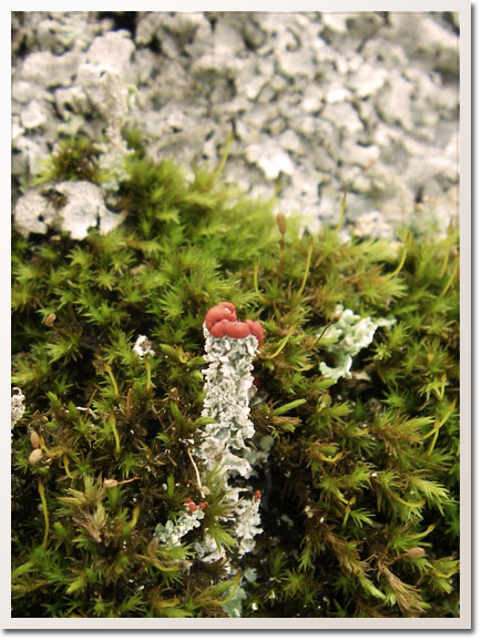 Dartmoor lichen