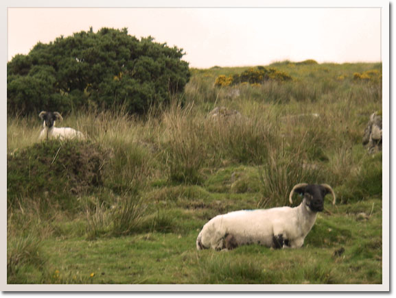 Dartmoor animals
