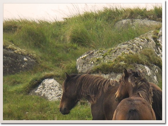 Dartmoor wildhorses